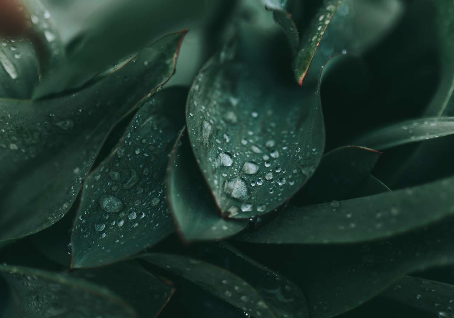 Cole Keister 8V1Gfeapp1Y Unsplash
